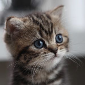 Meet your Posher, Masoud